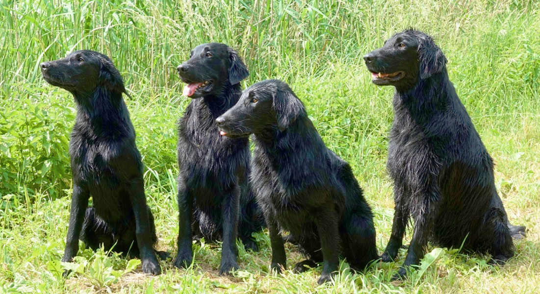 Lioz, Dash, Fiamma und Phoebe